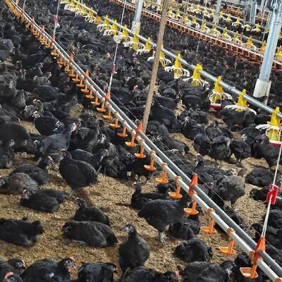 Broiler Chicken Breeding Equipment with Automatic Poultry Farm Cage