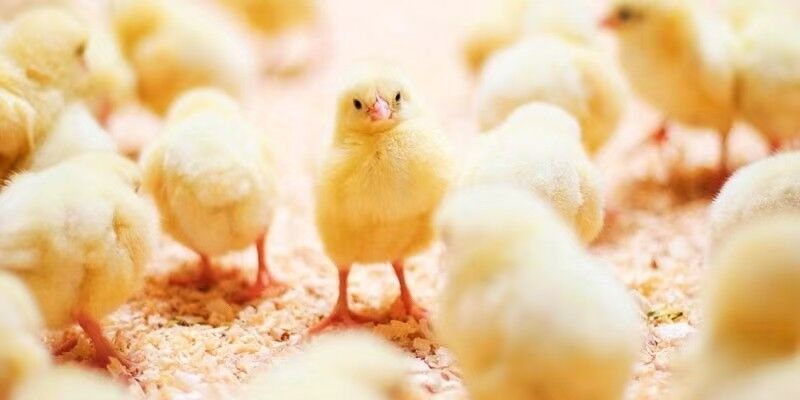 Qingdao KXD Steel Structure Co., Ltd