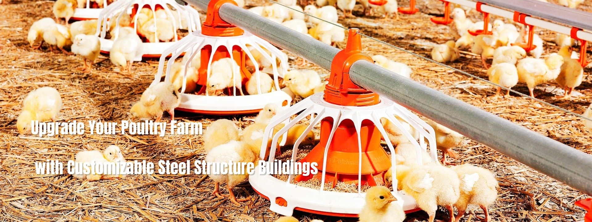 Quality Steel Poultry House factory