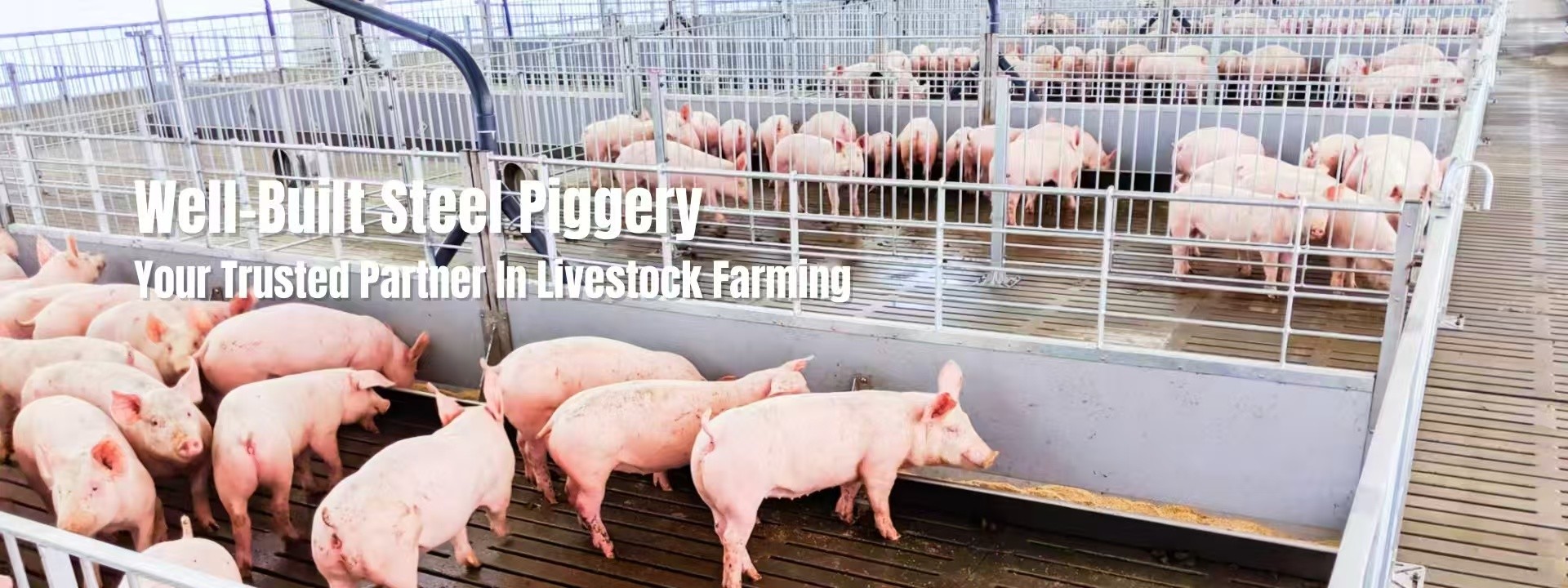 Quality Steel Poultry House factory