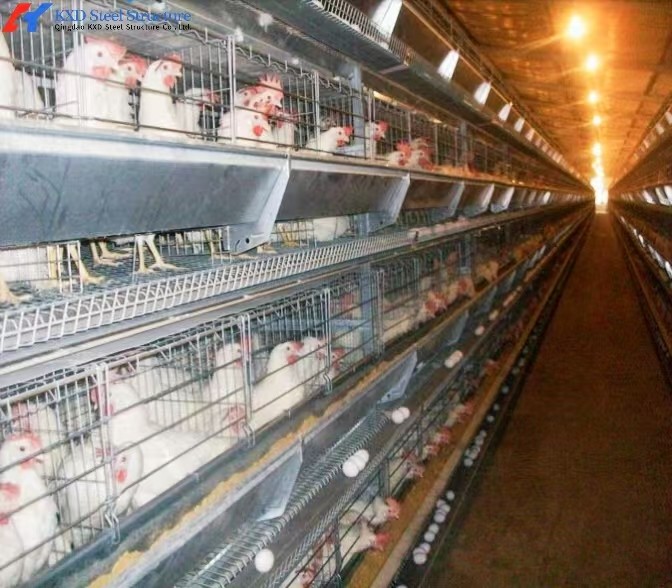 Custom H Type Broiler Rearing Cage , Full Automatic Broiler Cage System