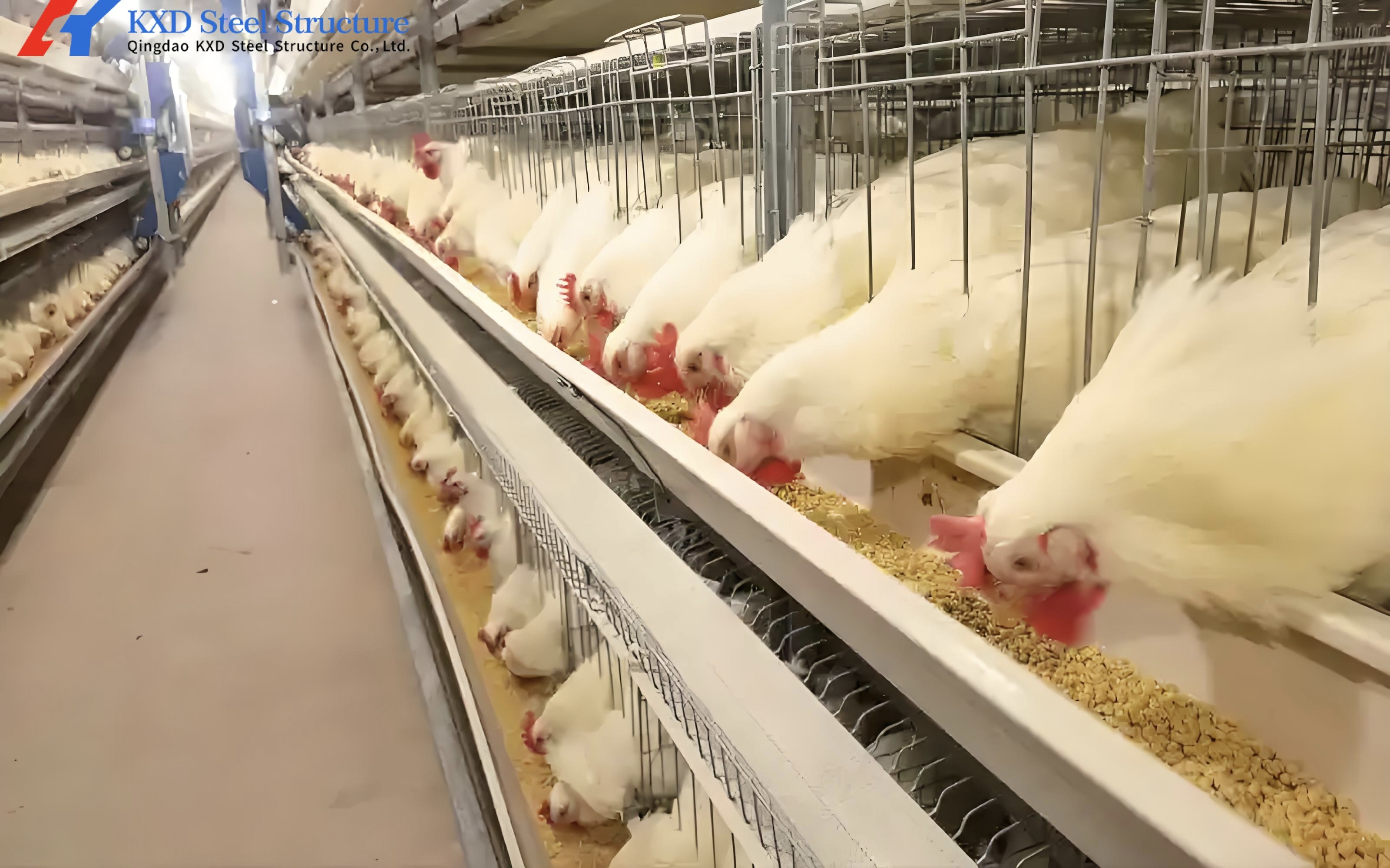Poultry Broiler Cage Equipment Automatic H Type Broiler Cage
