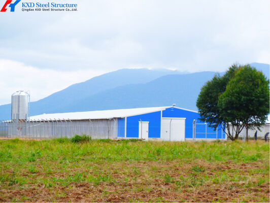 Steel Structure Poultry Shed for Broilers and Layers