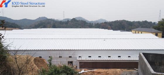 Sreel Structure Poultry Shed with Automatic Equipment for Hens