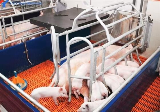 Fast Build Steel Structure Poultry Shed Construction Customized