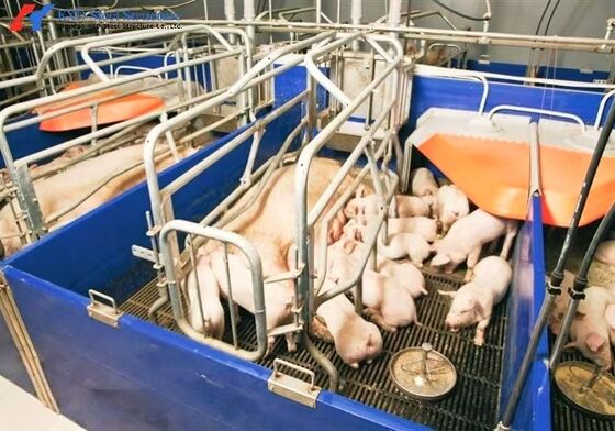 Steel Frame Piggery Shed Construction Long Span Steel Poultry Buildings