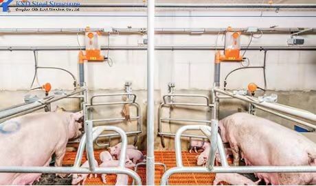 Customized Piggery Shed Steel Structure Animal Husbandry Green House