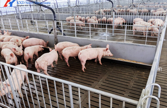 304 Stainless Steel Piglet Feeder Piggery Equipment For Livestock Piglet