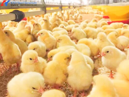 Customized Broiler Chicken Feeding Equipment With Automatic Drinking / Feeding System