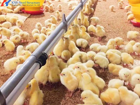 Large Poultry Farm Building Structure Customized Steel Chicken Shed