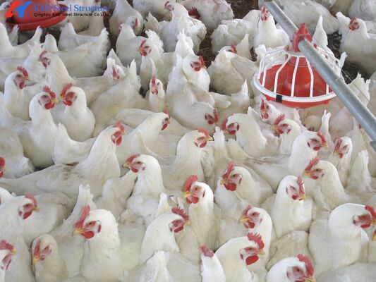Custom Broiler Poultry Equipment Automatic Broiler Feeding System