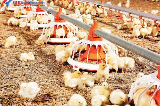 Convenient Assembly Automatic Chicken Feeder System , Broiler  Chicken Drinking System
