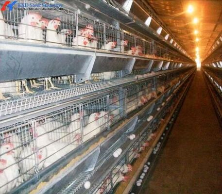 Custom H Type Broiler Rearing Cage , Full Automatic Broiler Cage System