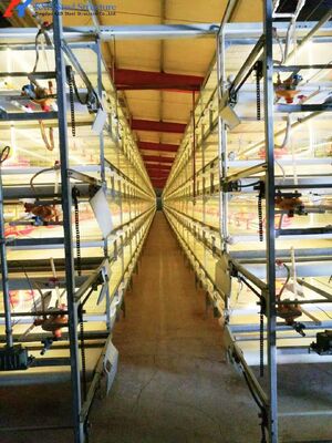 Poultry Equipment Chicken Layer Cages A Type H Type Layer Cage Automatic
