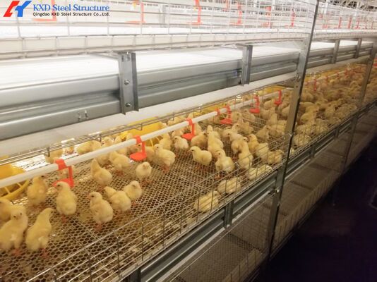 Customized Broiler Chicken Shed A Type H Type Automatic Chicken House Equipment