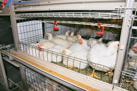 Hot Dip Galvanized Steel Poultry Farm Cage Automatic Meat Broiler Poultry Cage