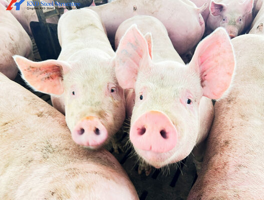 Durable Steel Building Steel Frame Piggery House Onsite Installation