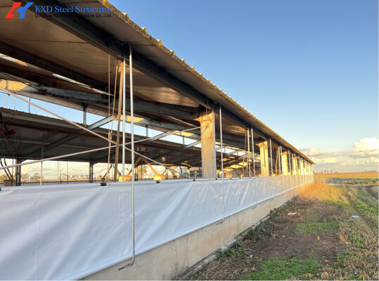 Easy Build Piggery Shed Construction Steel Structure Cow House Construction