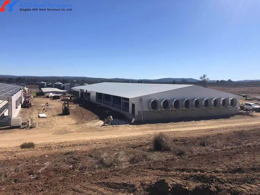 Custom Piggery Shed Light Steel Structure Cow Shed With Automatic Euipment