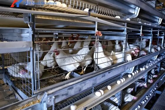4 Tiers Broiler Chicken Battery Cage H Type Automated Battery Cage System