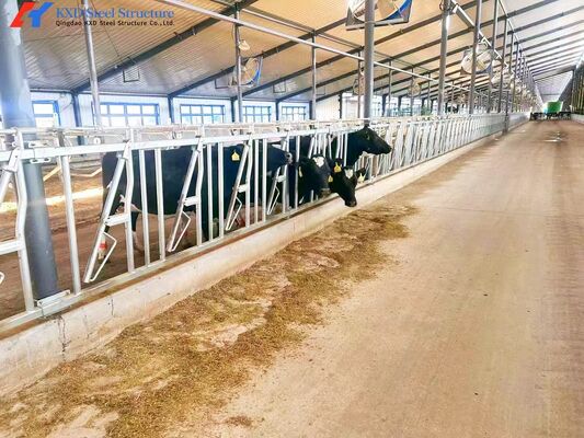 Steel Cattle Sheds Easy Install Prefabricated Cow Farm Building