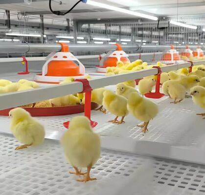 H Type Chicken Layer Cage Hot Dip Galvanized Steel 3 Tier Poultry Cage