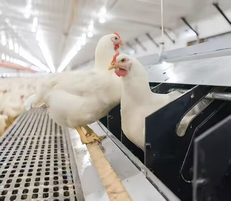 Easy Pull Chicken Plastic Slat Floor , Poultry Plastic Slatted Floor