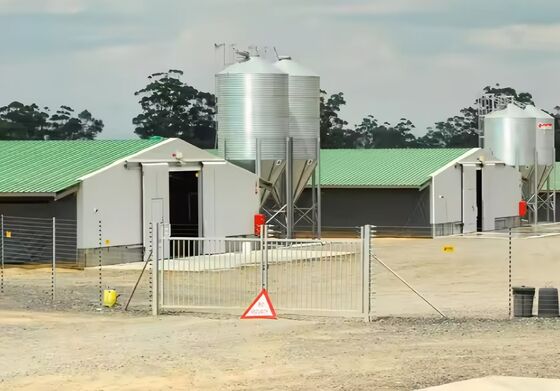 Easy Install Prefabricated Steel Frame Houses Fully Automated Chicken Farming Equipment