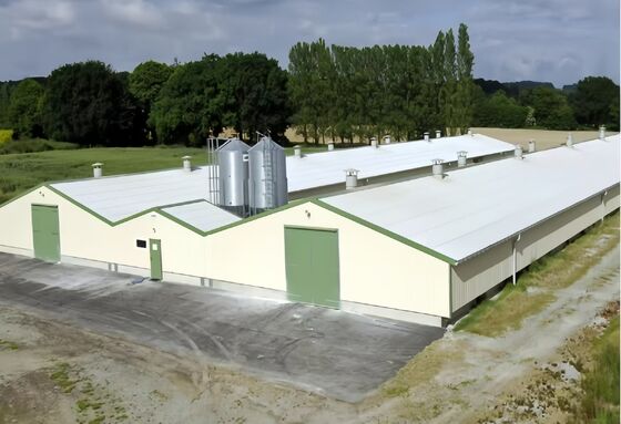 Durable Steel Poultry House Automatic Feeding System Feeding Pan Poultry Equipment