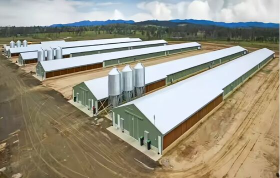 Size Customized Steel Poultry House Broiler Poultry Shed With Automatic Equipment