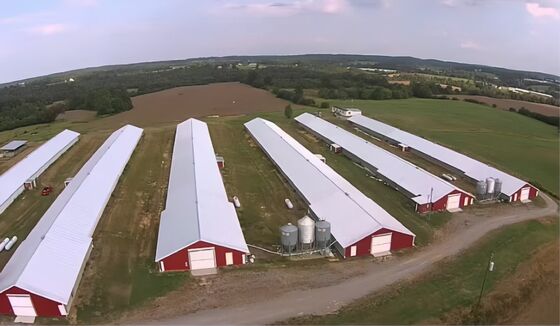 Poultry Steel Frame Prefab House Automatic Broiler Chicken Farming Equipment