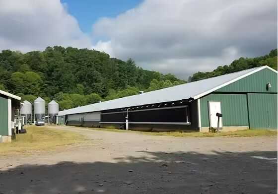 Galvanized Steel Poultry House Onsite Installation Prefab Steel Farm Shed