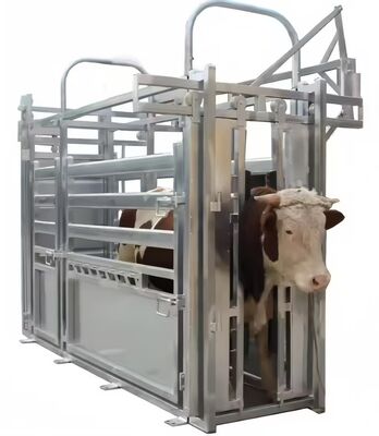 Heavy Duty Steel Cattle Buildings Customized Steel Structure Animal Husbandry Equipment