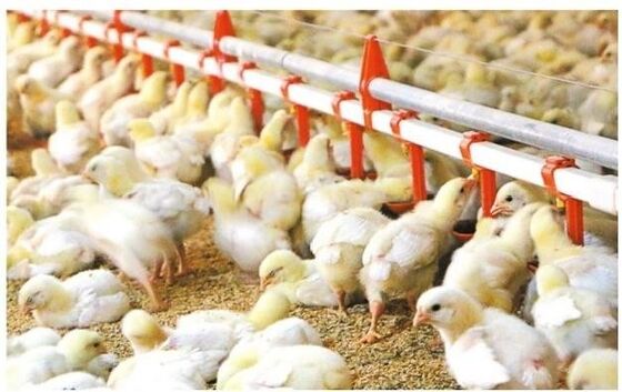 Drinking System Fully Automatic Poultry Drinker , Broiler Chicken Drinker Customized