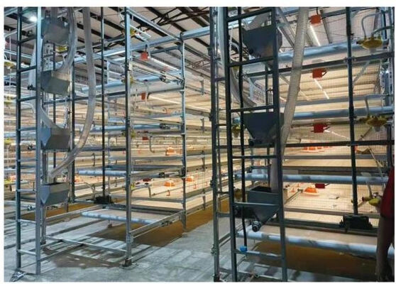 Automatic Harvesting Broiler Cage Steel Poultry Houses