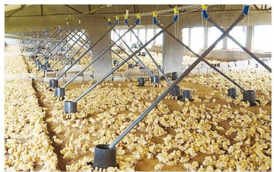 Duck Goose Feeding And Poultry Drinking System Plastic