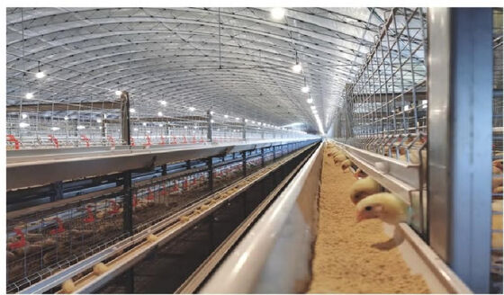 10 Tiers Fully Automated Broiler Cage Equipment Broiler Chicken Cage System For Philippines Poultry Farming