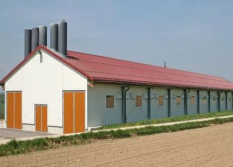 تصميم بيت دواجن من الهياكل الفولاذية وتربية الدواجن للبياض