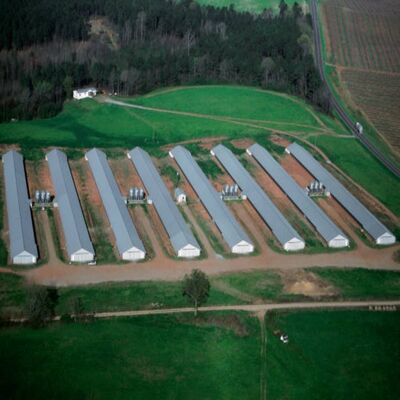 Durable Cage Systems Poultry Farming Equipment Designed to Optimize Space and Enhance Poultry Health in Commercial Farms