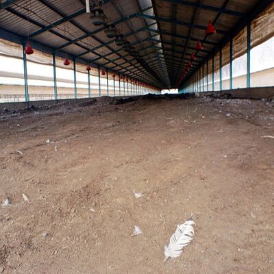 H Section Steel Poultry House with Natural and Mechanical Ventilation for Quick/Easy Installation