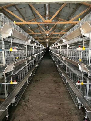 Low Breakage RateTiered layer cage system Full Automation Integration 20-Year Lifespan