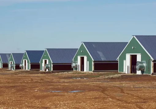 Eco-Friendly Anti-Corrosion Steel Structure Poultry House with 2000-Chicken Capacity