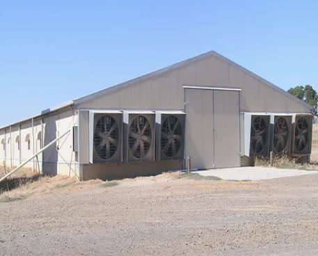 Poultry Chicken Farm Steel Structure Light Steel Structure Poultry House