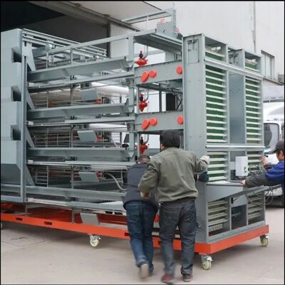 Automatic Poultry House Equipment for Broiler Chicken with High Quality