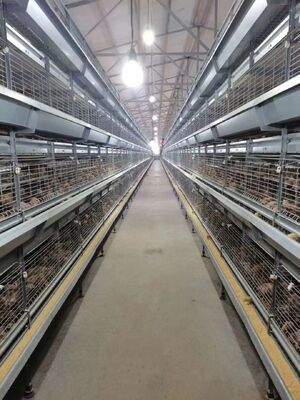High Survival Rate Fully Automatic Pullet Cage Space Saving Easy Operation High Efficiency
