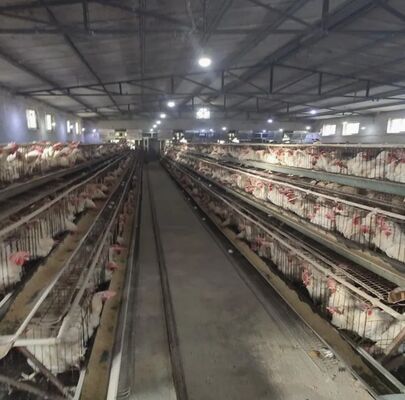 CE Approved Automatic Feeding System Poultry Farm Equipment with Hot-DIP Galvanized Broiler Chicken Farm Equipment