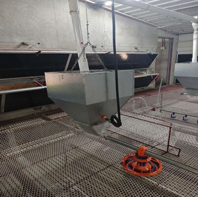 Poultry Chicken House Auxiliary Feed Line Equipment with Feed Hopper and Pan Distribution System