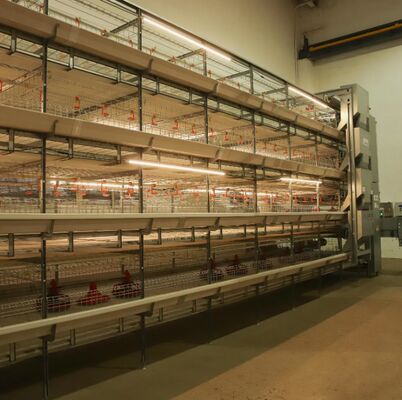 Broiler Breeding Machine Chicken Poultry Breeding Houses Chicken Farm Equipment