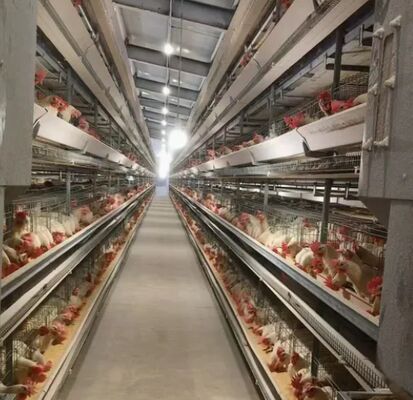 Steel Structure Poultry Farm Chicken Coop