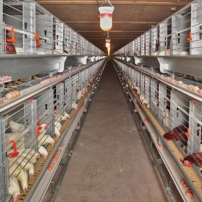 Chicken farm house automatic broiler breeding feeding system poultry farming equipment